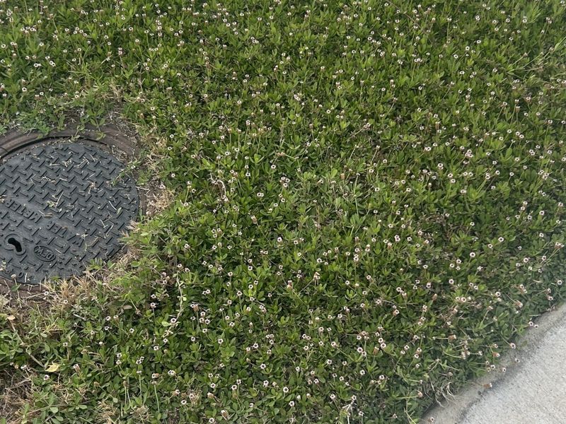 Frogfruit Replaces Gravel With Living Groundcover