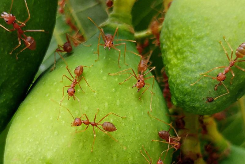 Frogfruit Works Well With Smart Fire Ant Management Frogfruit Works Well With Smart Fire Ant Management