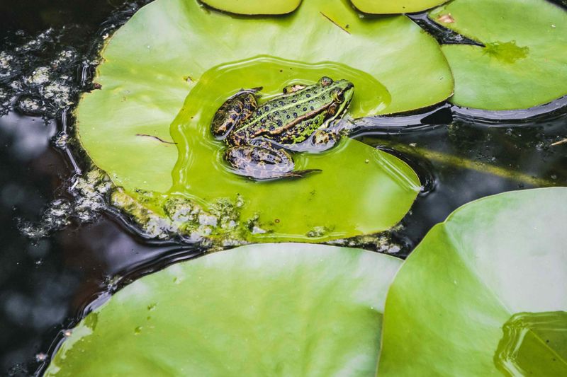 Frogs And Mosquito Control Work Best Together Frogs And Mosquito Control Work Best Together