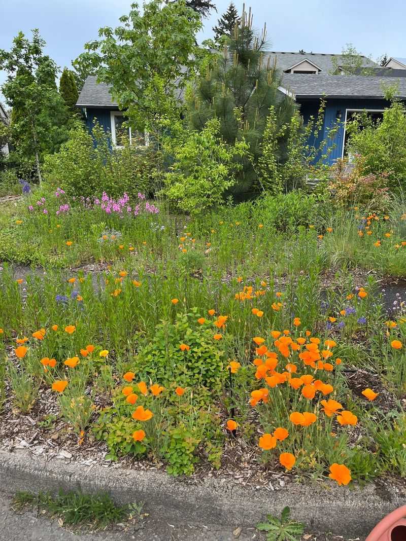 Front-Yard Meadows Need Clear Edges Front-Yard Meadows Need Clear Edges