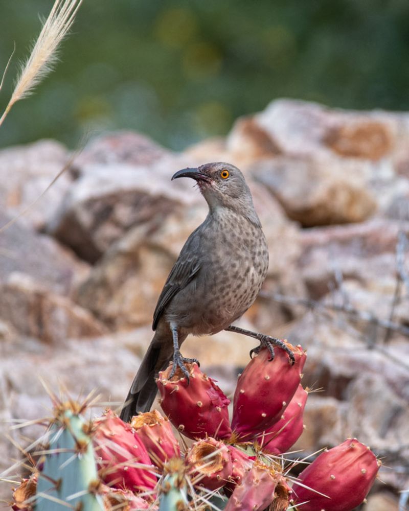 Fruit Bearing Desert Plants Provide Summer Food Fruit Bearing Desert Plants Provide Summer Food
