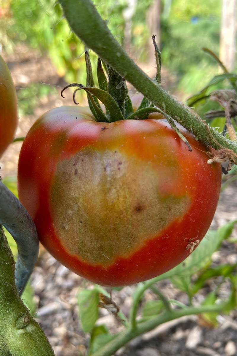 Fruit Develops Sunscald On Exposed Sides Fruit Develops Sunscald On Exposed Sides