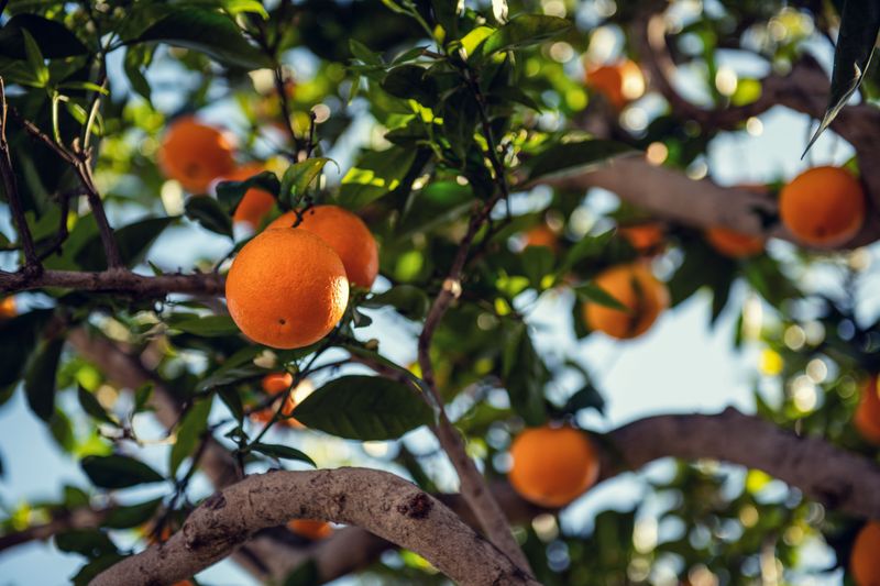 Fruit Drop And Sunburn Require Different Responses