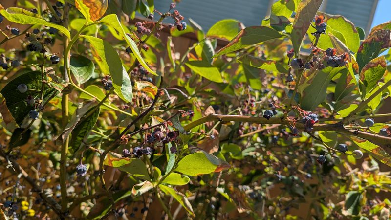 Fruit Dropping Before Harvest Fruit Dropping Before Harvest
