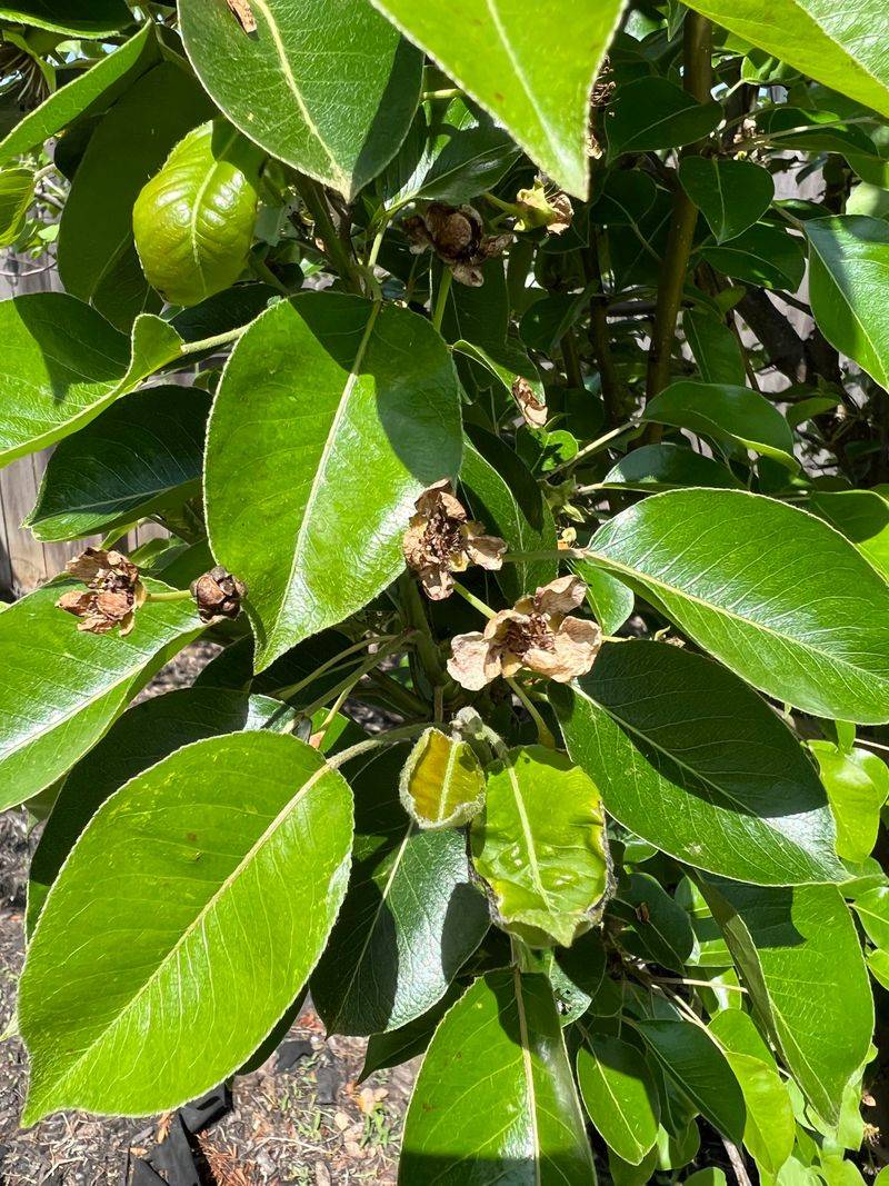 Fruit Falls Earlier Than Expected