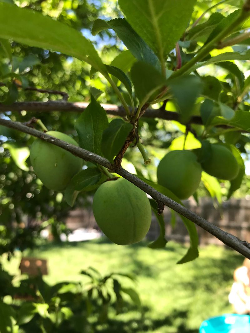 Fruit Growth Slows Or Fruit Stays Smaller