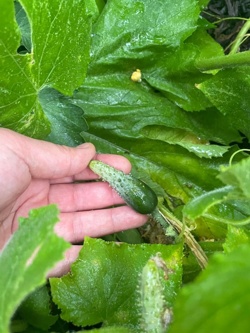 Fruit Needs Steady Moisture To Size Up Fruit Needs Steady Moisture To Size Up