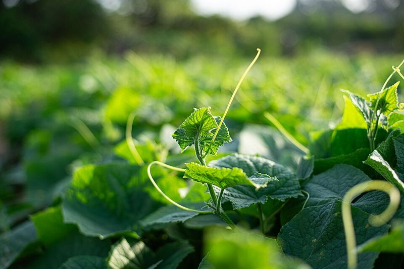 Fruit Production Slows Significantly Or Stops Fruit Production Slows Significantly Or Stops