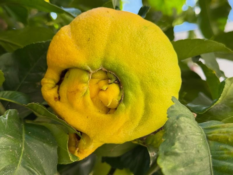 Fruit Quality Can Slip