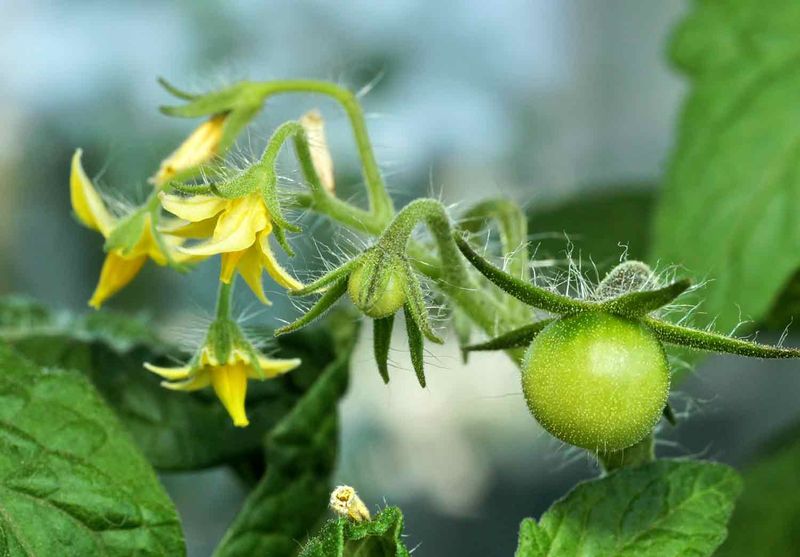 Fruit Set Usually Returns When Temperatures Ease Fruit Set Usually Returns When Temperatures Ease