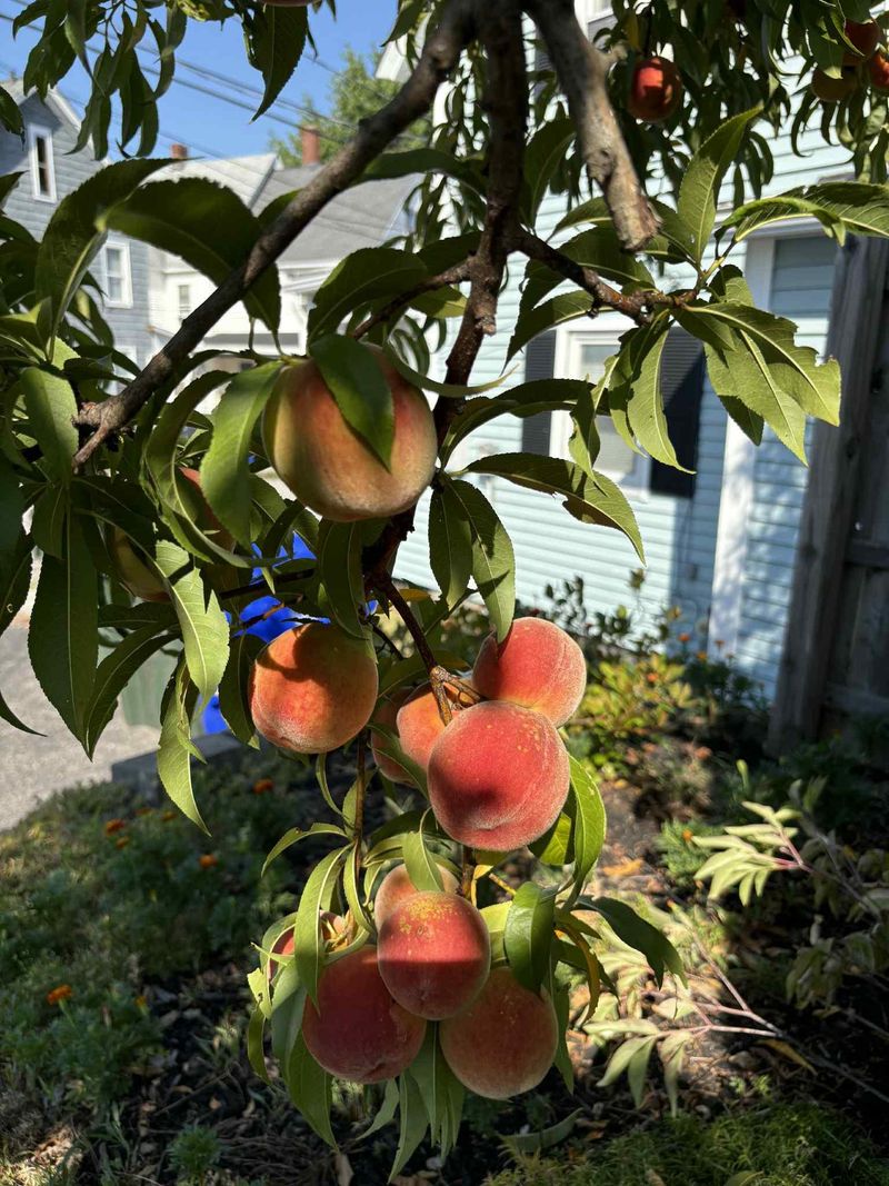 Fruit Sizing Needs Steady Moisture Fruit Sizing Needs Steady Moisture