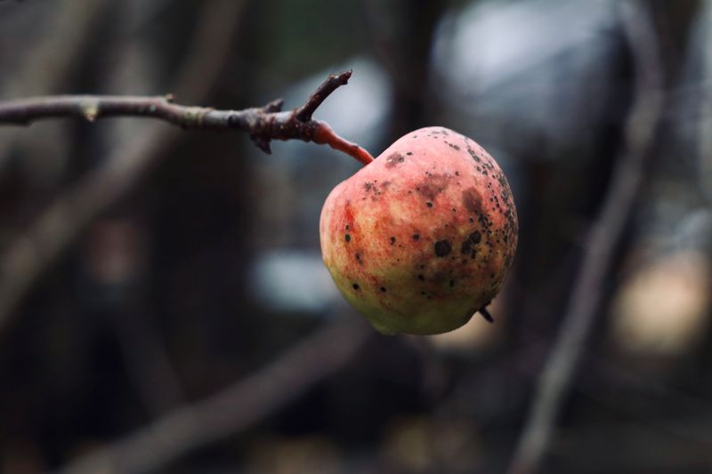 Fruit Trees