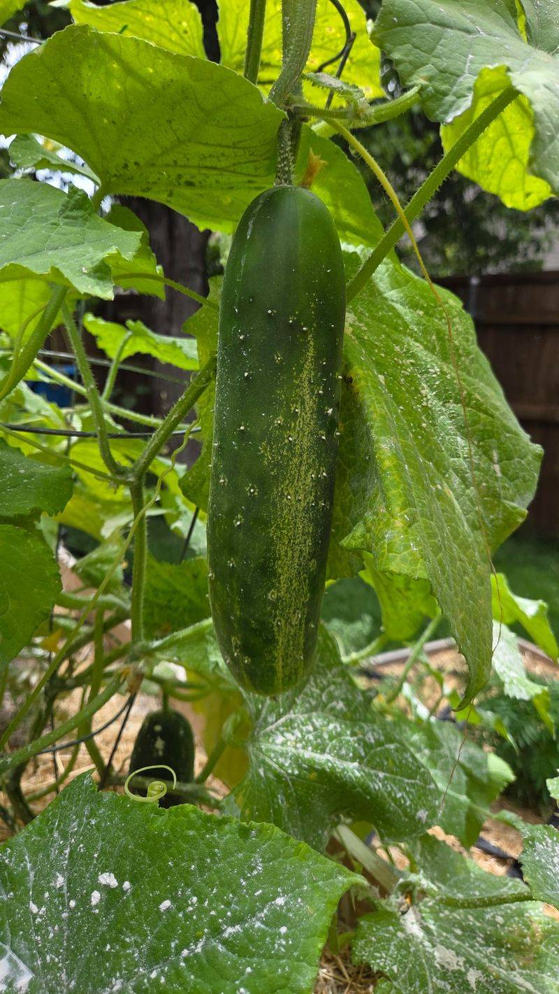 Fruits Are Getting Too Large On The Vine