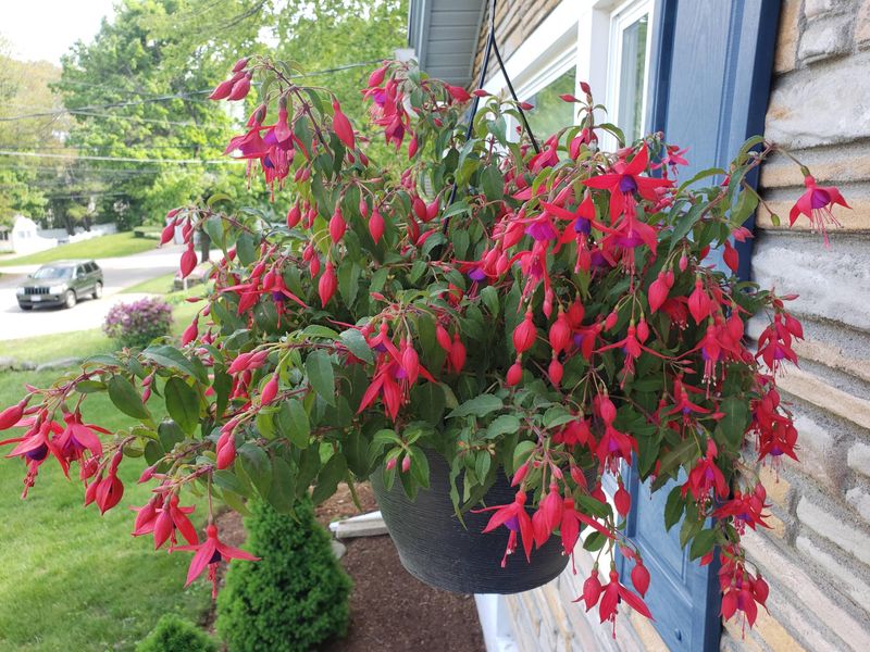 Fuchsias Struggle When Pots Overheat