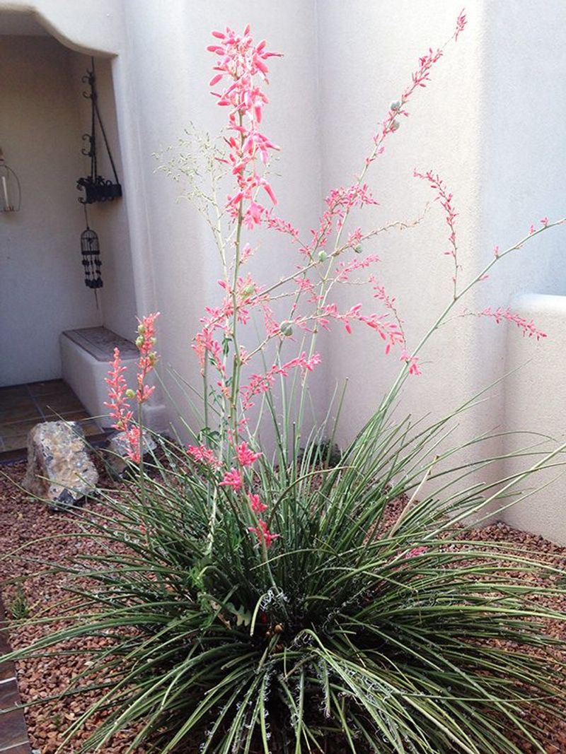 Full Sun Brings Out The Best Flower Display
