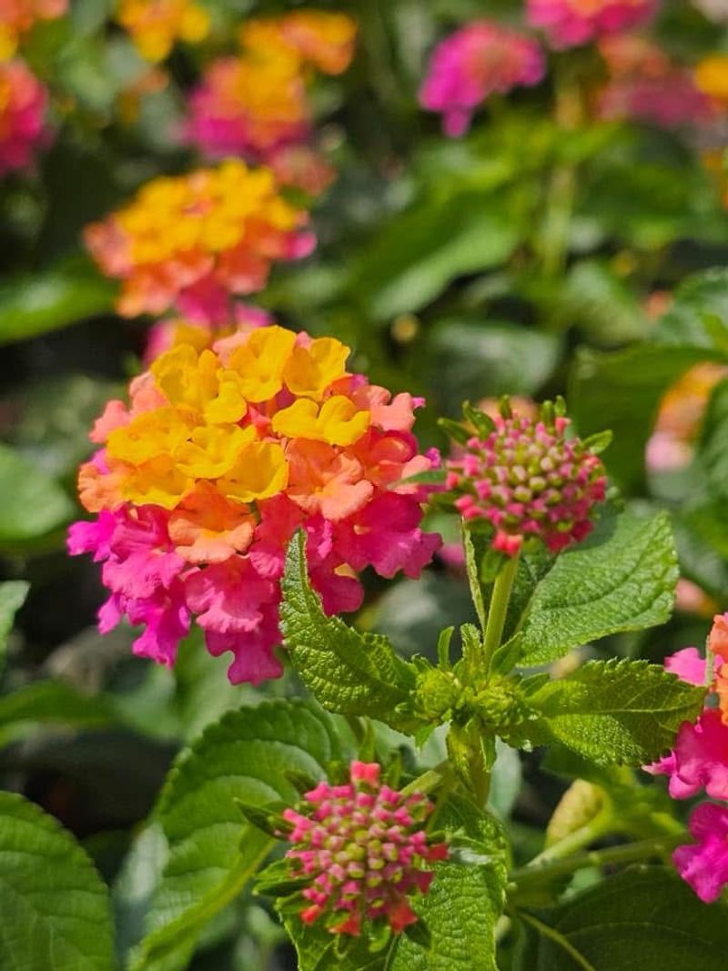 Full Sun Brings Out The Brightest Flower Colors Full Sun Brings Out The Brightest Flower Colors