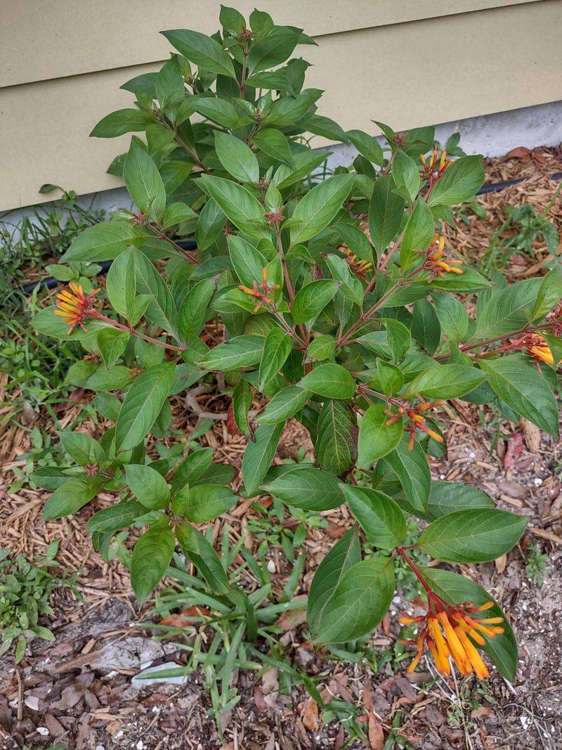 Full Sun Brings Stronger Color