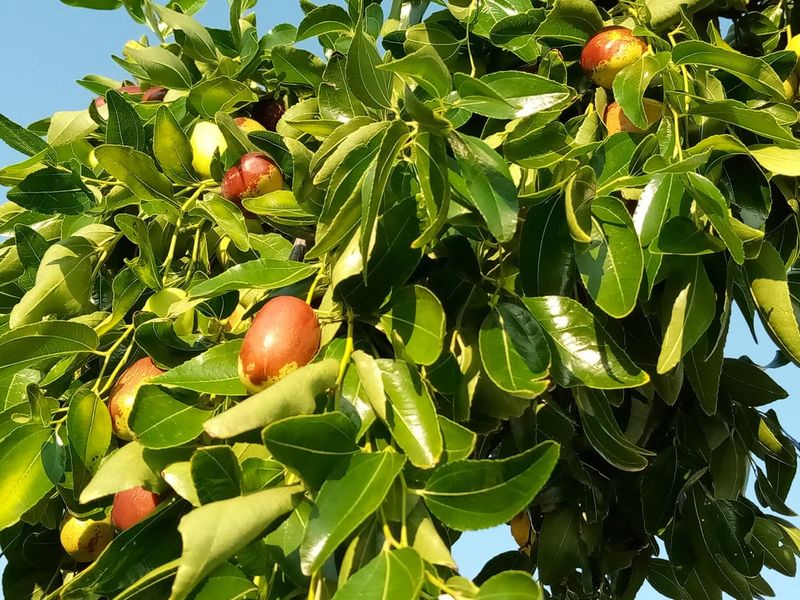 Full Sun Encourages Strong Growth And Fruit Production Full Sun Encourages Strong Growth And Fruit Production