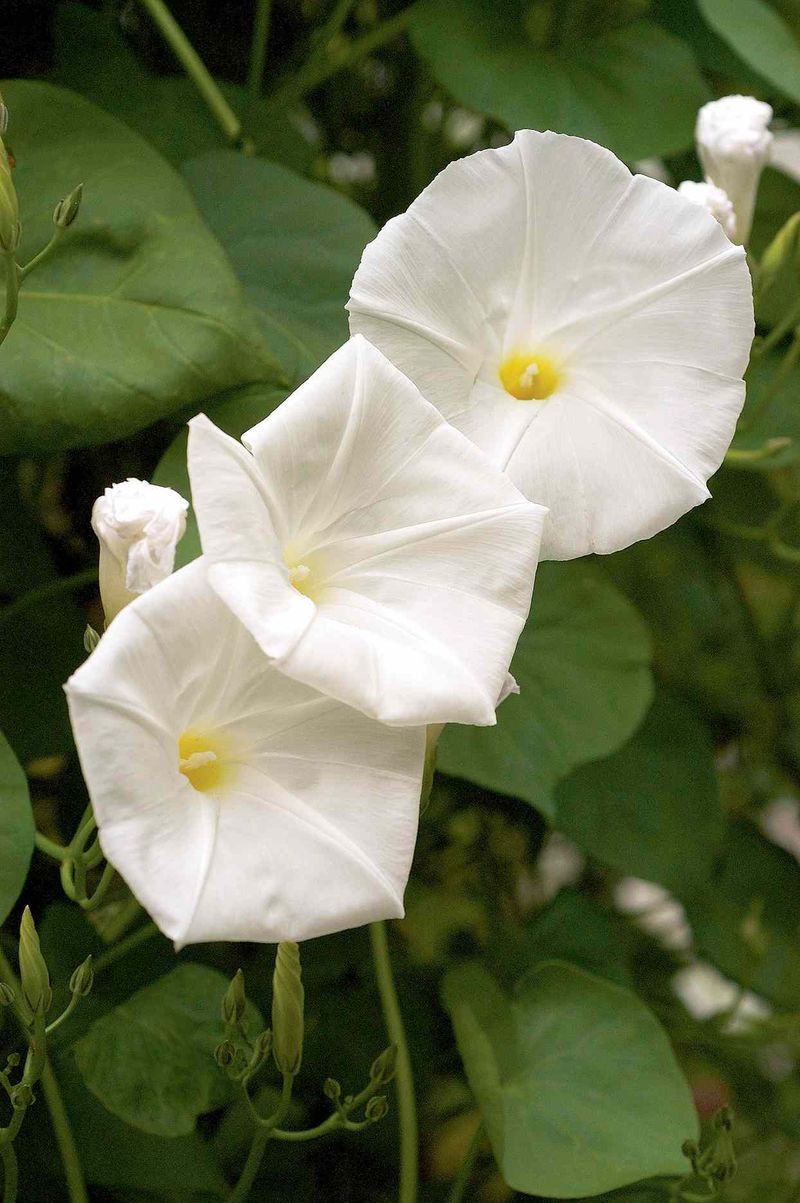 Full Sun Encourages Stronger Flowering Full Sun Encourages Stronger Flowering