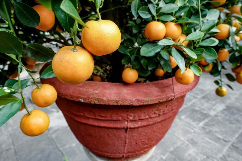 Full Sun Helps Citrus Produce More Fruit Full Sun Helps Citrus Produce More Fruit