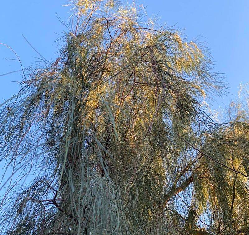 Full Sun Helps It Grow Thick And Healthy