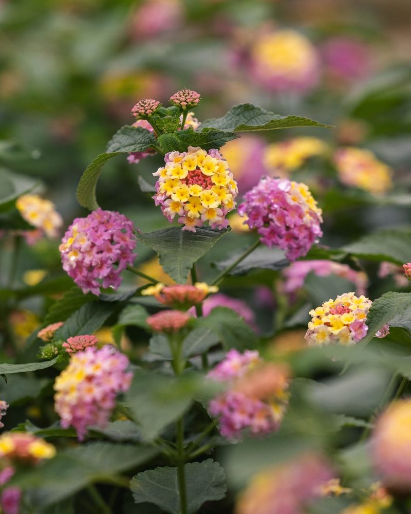 Full Sun Keeps New Flowers Coming Full Sun Keeps New Flowers Coming