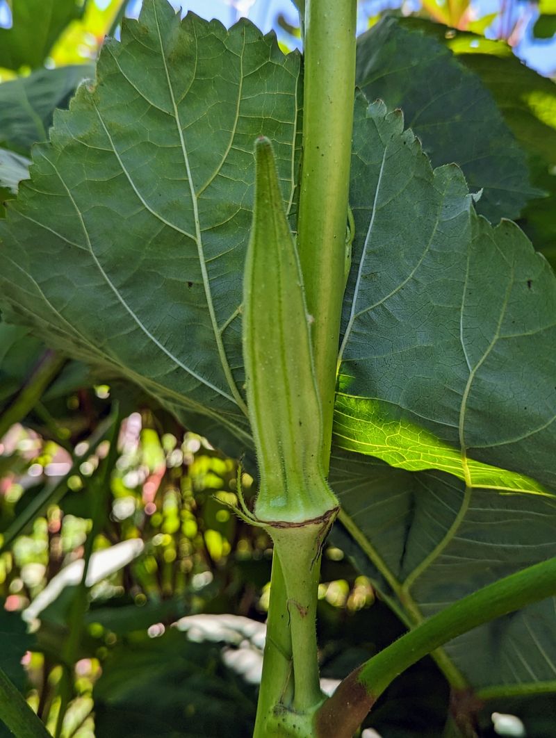 Full Sun Keeps Plants Growing Strong Full Sun Keeps Plants Growing Strong