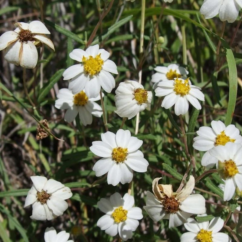 Full Sun Keeps The Flowers Coming Full Sun Keeps The Flowers Coming
