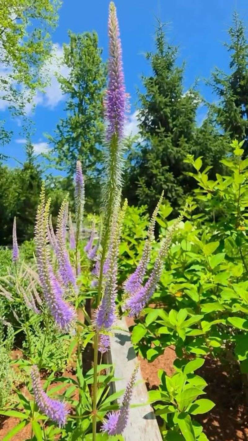 Full Sun Or Partial Shade Can Support Healthy Growth