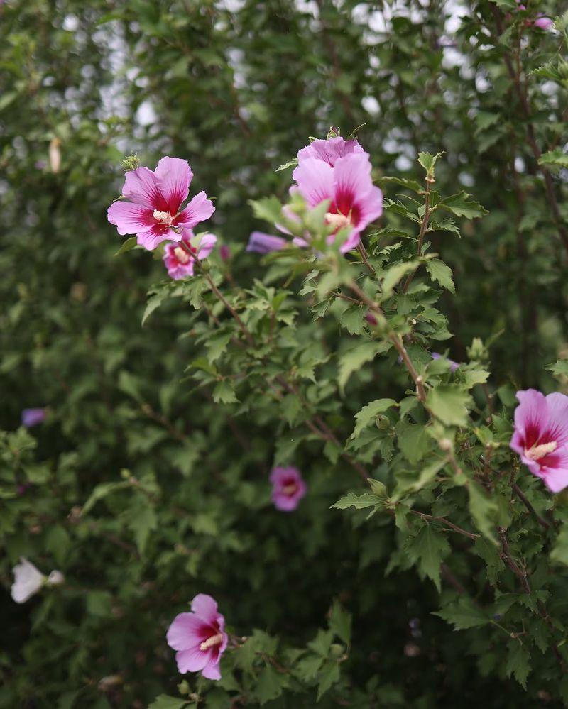 Full Sun Produces The Most Blooms