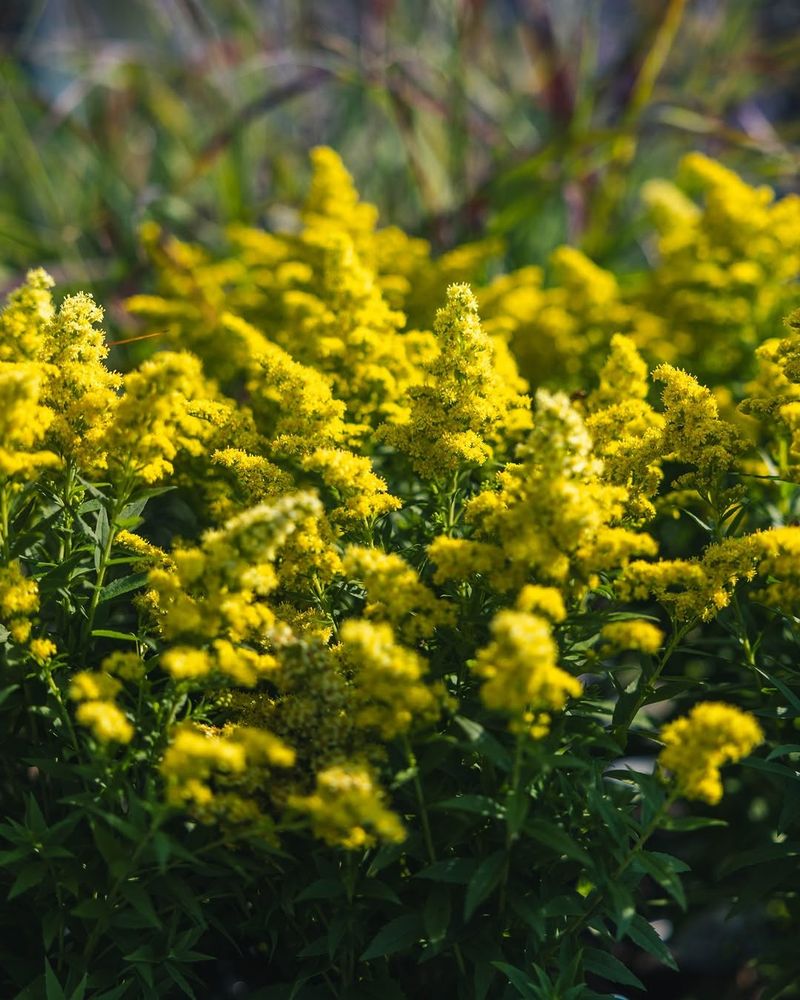 Full Sun Produces The Most Flowers Full Sun Produces The Most Flowers