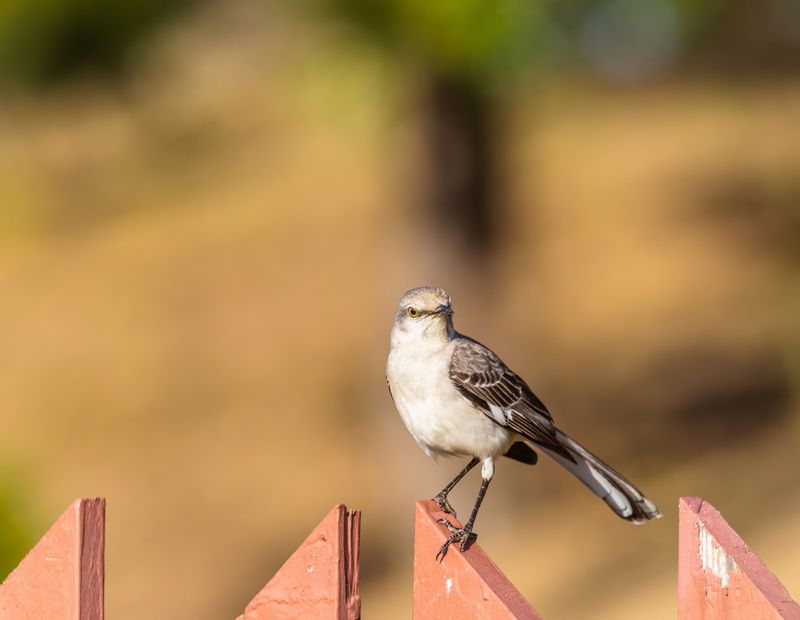 Fun Facts About The Northern Mockingbird Fun Facts About The Northern Mockingbird