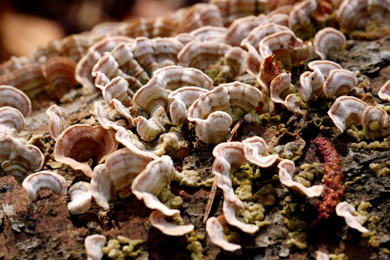 Fungal Infections Speed Up Decline Fungal Infections Speed Up Decline