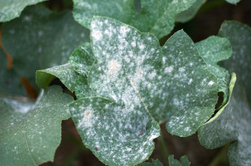 Fungal Trouble Gets A Window