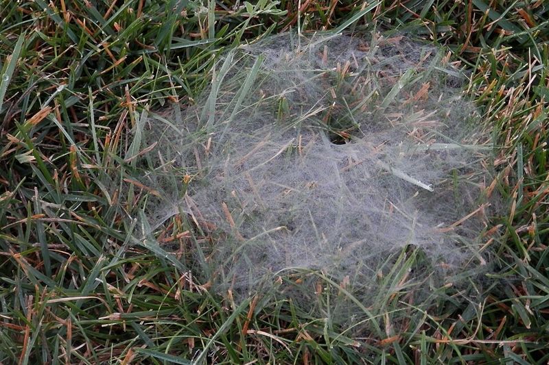Funnel Webs Signal Grass Spiders Are Active In Your Lawn Funnel Webs Signal Grass Spiders Are Active In Your Lawn