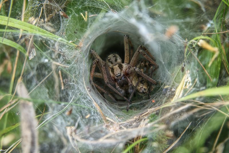 Funnel Webs Versus Other Common Lawn Web Types Funnel Webs Versus Other Common Lawn Web Types