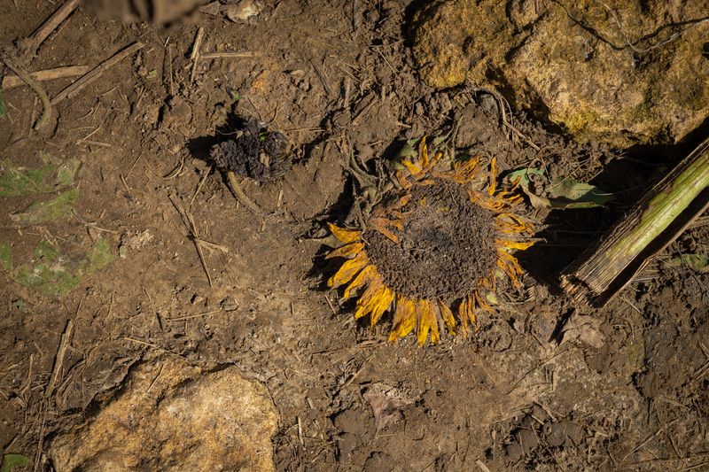 Garden Beds Benefit From What Sunflowers Leave Behind Garden Beds Benefit From What Sunflowers Leave Behind