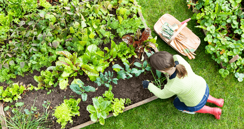 Garden Beds Need Air And Water