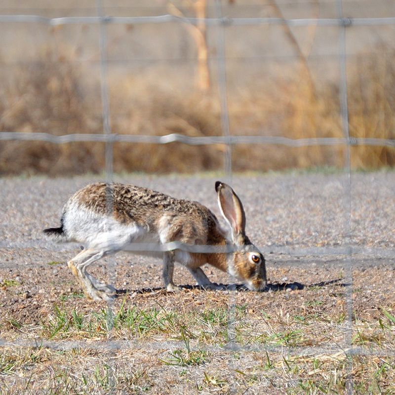 Garden Fencing Built For Jackrabbits