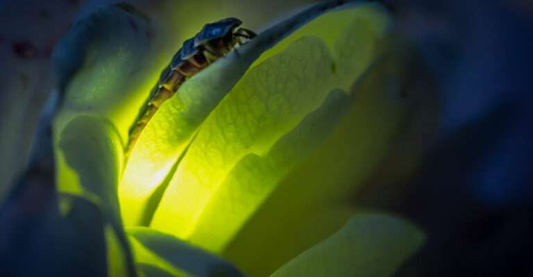 Garden Habits That Attract Fireflies To Georgia Backyards Right Now