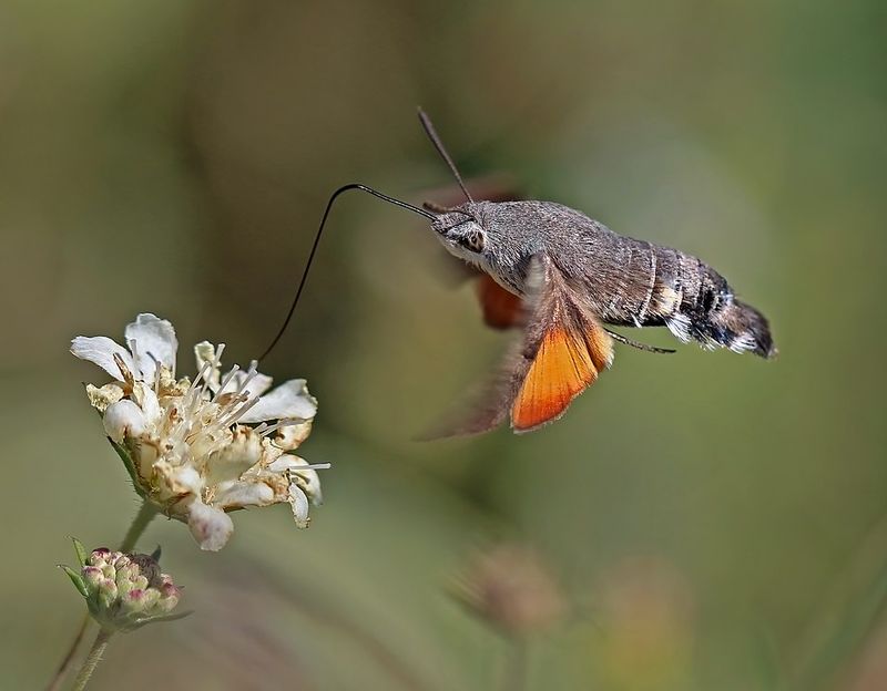 Garden Health Signals Their Presence Reveals
