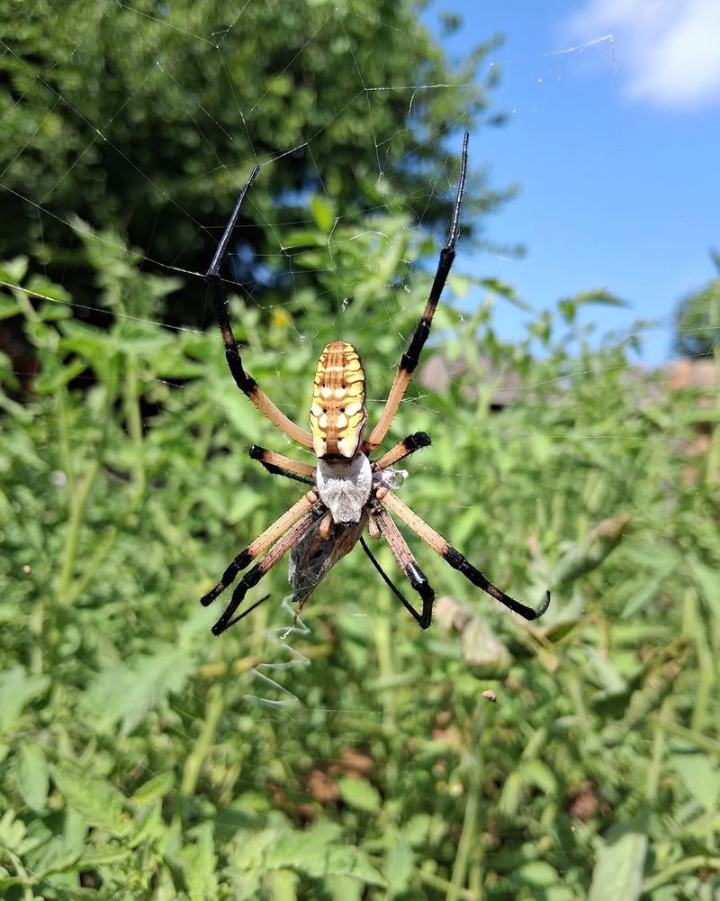 Garden Insects Become Their Main Food Source
