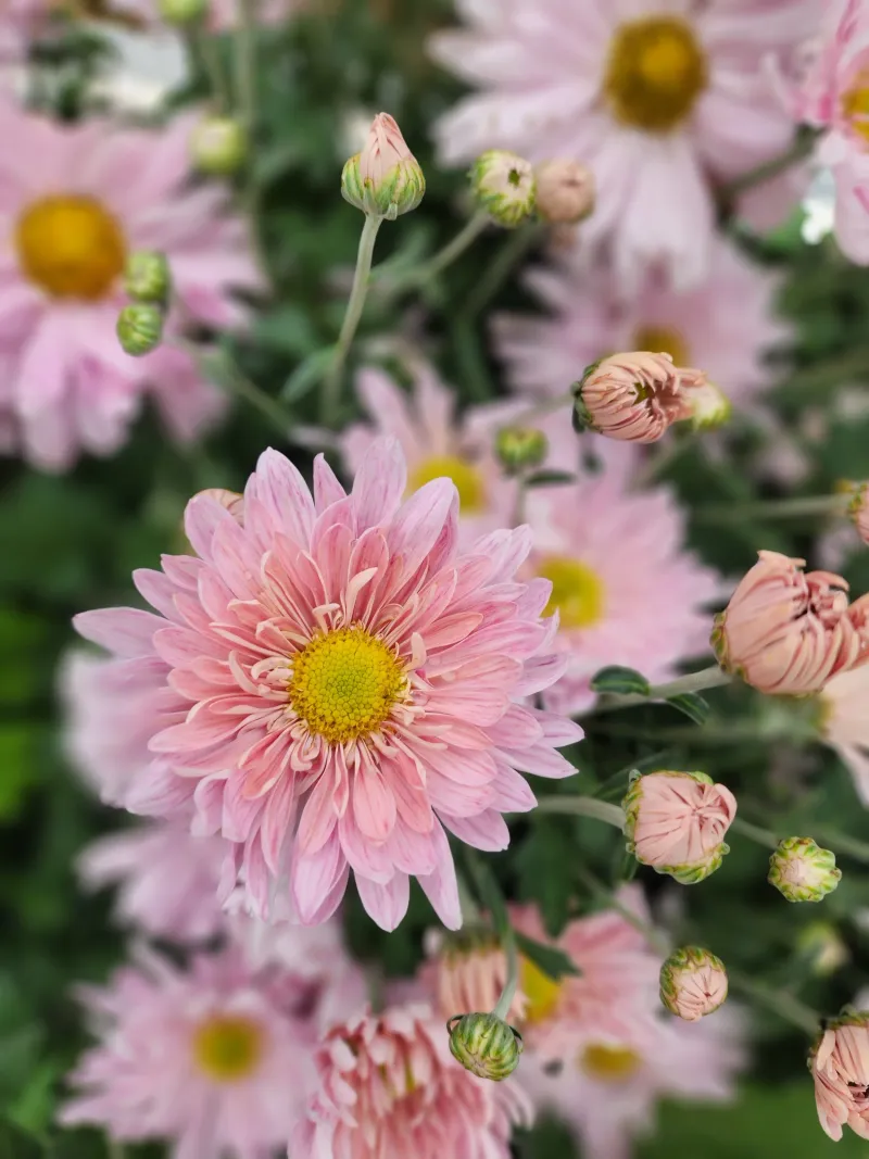 Garden Mums Bring Classic Fall Color