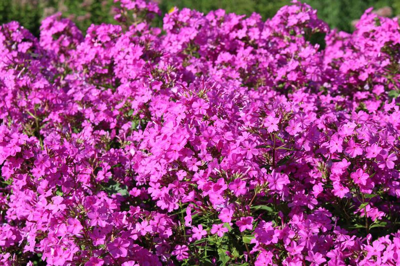 Garden Phlox Garden Phlox