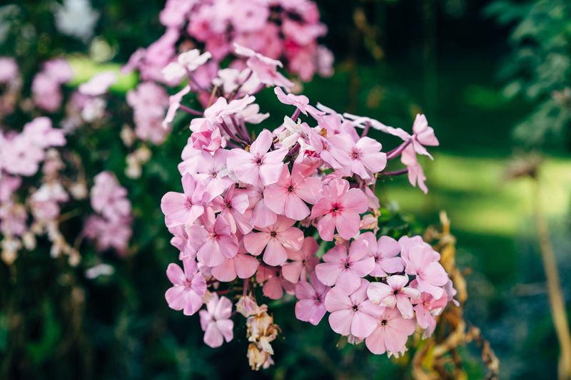Garden Phlox Garden Phlox