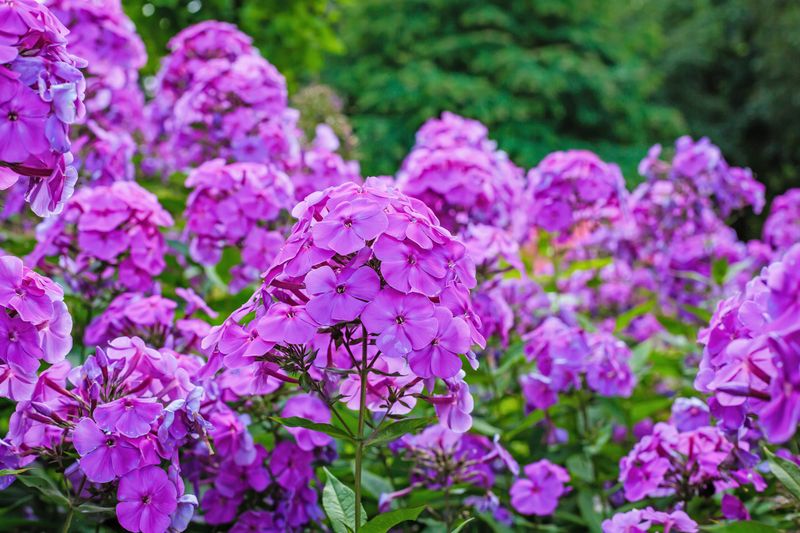 Garden Phlox Keeps Borders Colorful