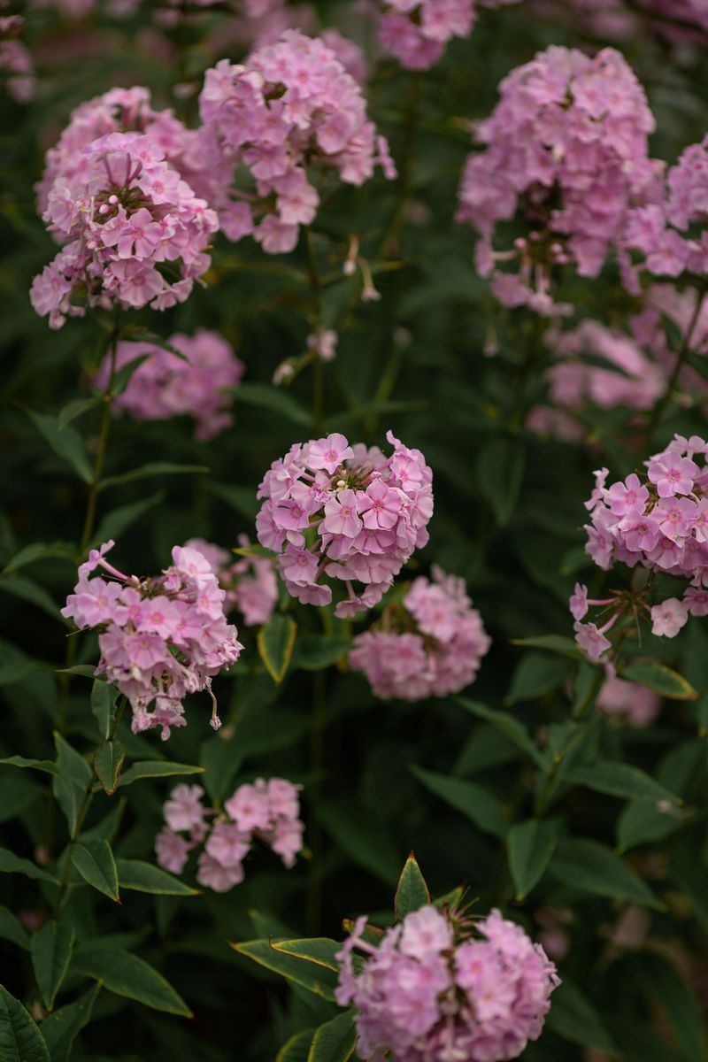 Garden Phlox Garden Phlox