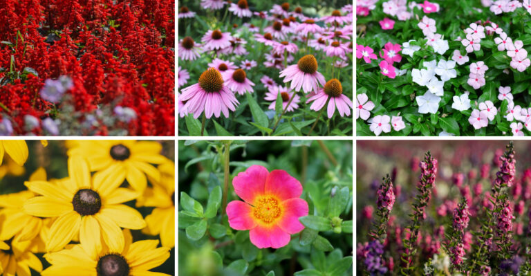 Garden Plants That Keep Blooming Through Summer Heat