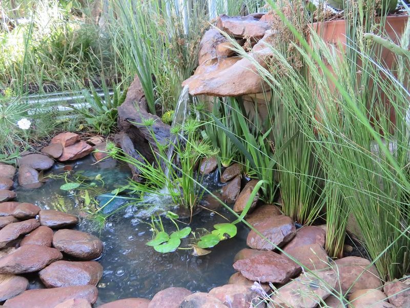 Garden Ponds Give Toads A Place To Breed Garden Ponds Give Toads A Place To Breed