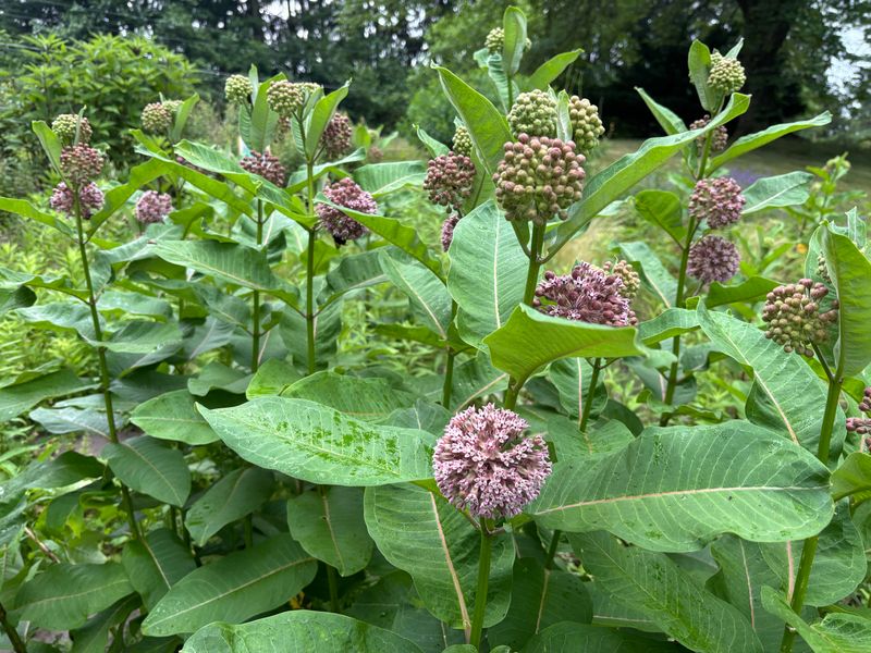 Gardeners Can Manage Seed Spread Without Losing The Benefits